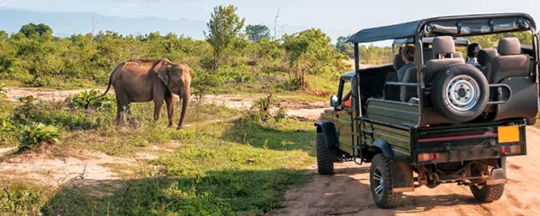 Plongez dans le luxe d'un safari glamour sous tente