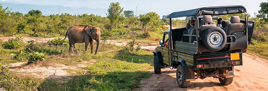 Plongez dans le luxe d'un safari glamour sous tente